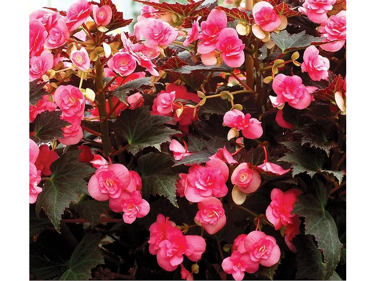 Pianta di begonie rosa