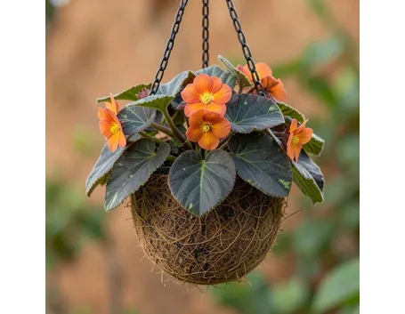 Un bell'esemplare di begonia fiorita