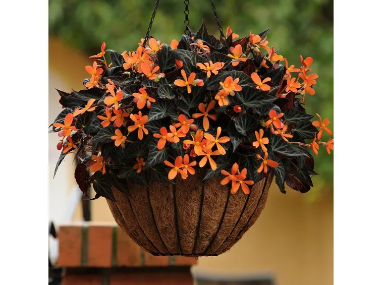 Un bell'esemplare di begonia fiorita