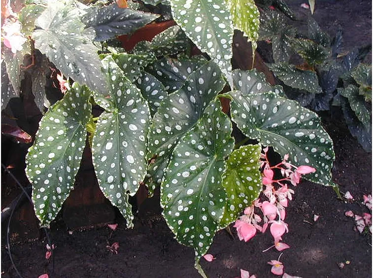 Una varietà di begonia con larghe foglie