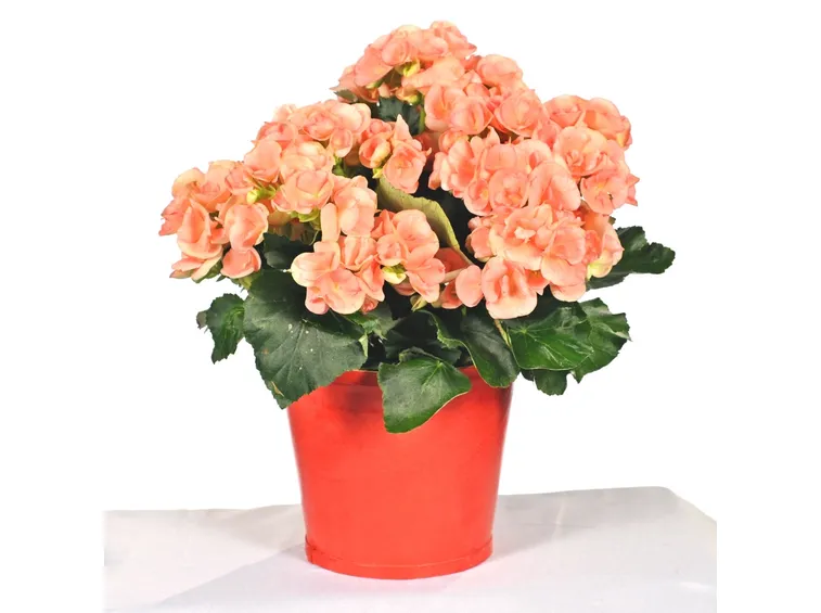 Un'altra specie di begonia a tutta fioritura