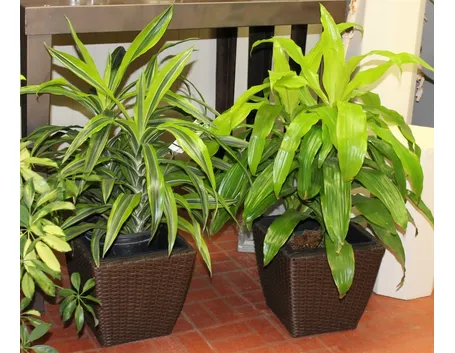 Varietà di dracena