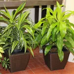 Varietà di dracena