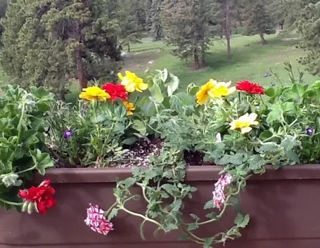Fiori vaso