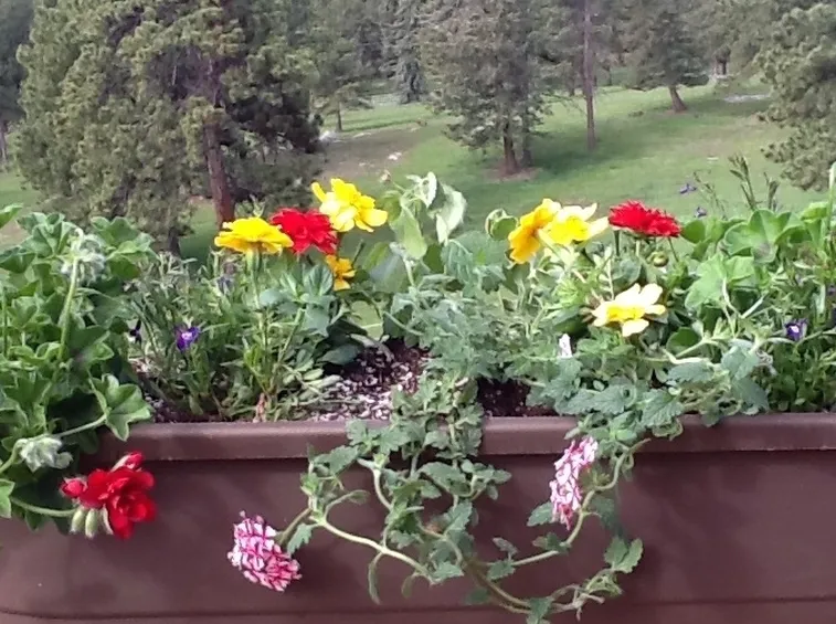 Fiori vaso