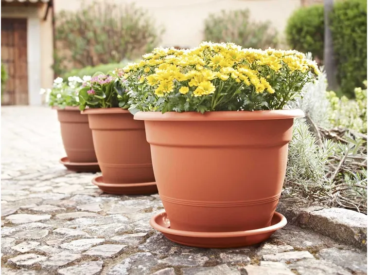 Varietà fiori