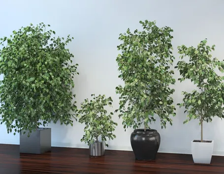 Ficus benjamina