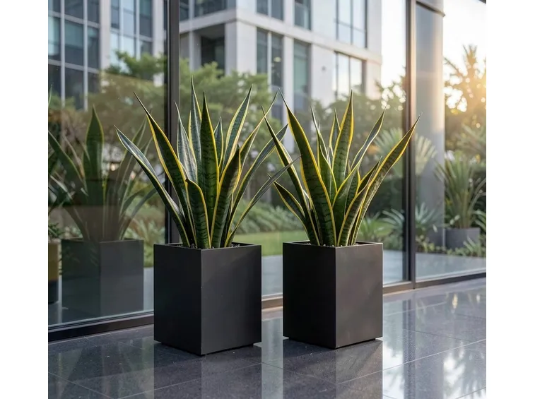 Sansevieria trifasciata