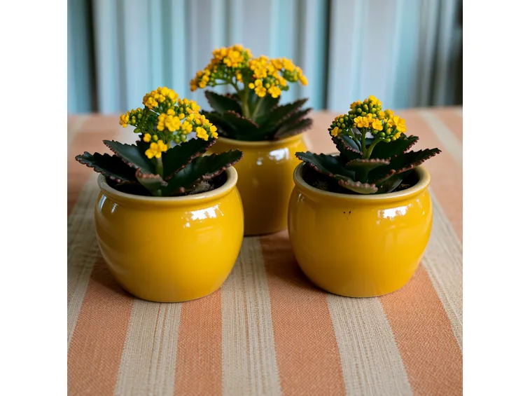 Kalanchoe
