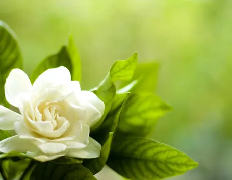 Gardenia fiorita