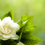 Gardenia fiorita