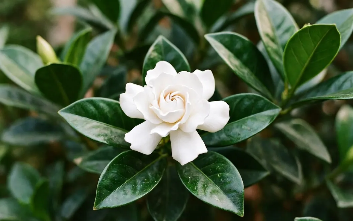 Gardenia fiorita