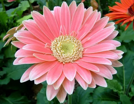 Varietà di gerbera