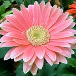Varietà di gerbera