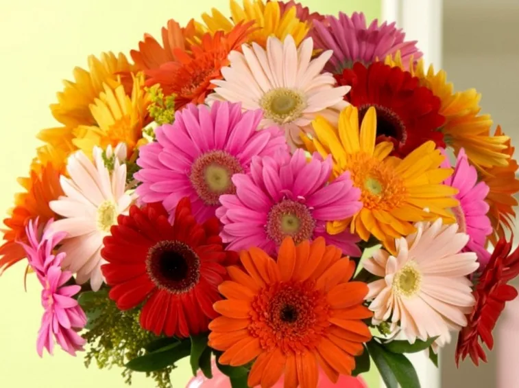 Bouquet di gerbere