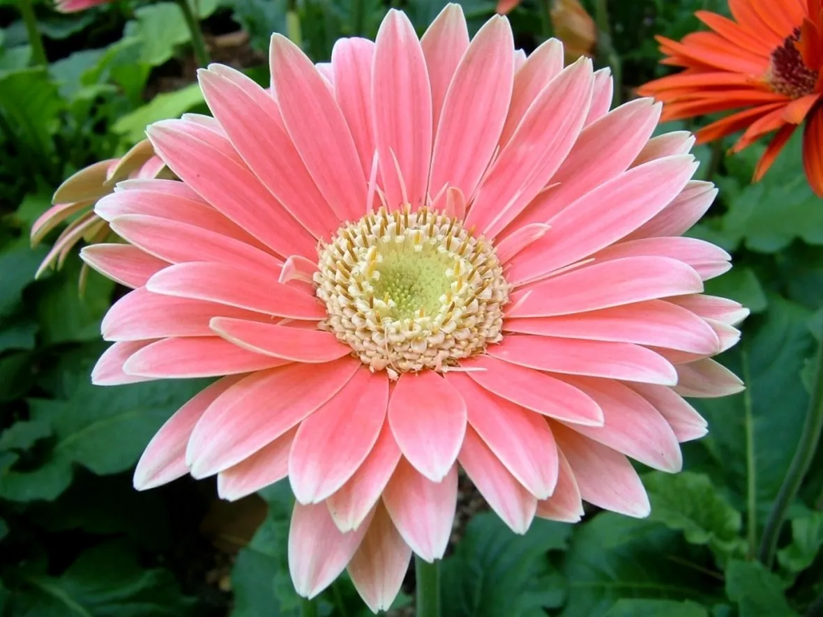 Varietà di gerbera