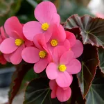Fiori rosa di Begonia