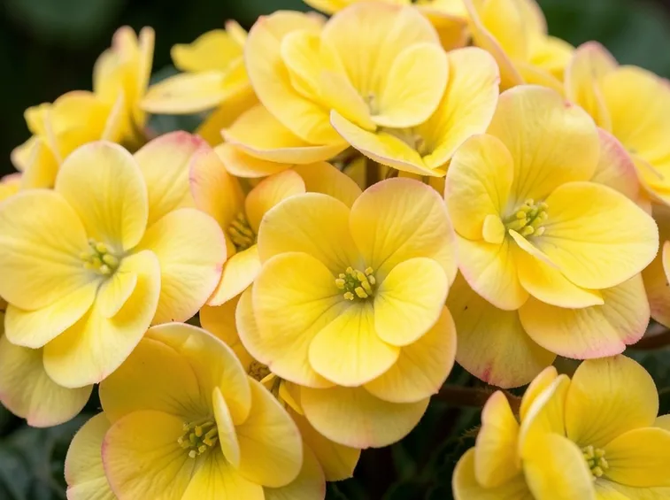 Fiori gialli di Begonia