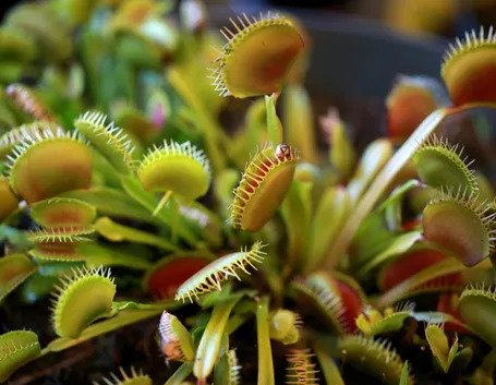 Piante carnivore