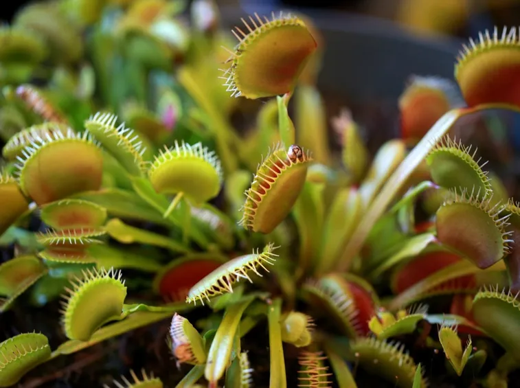 Piante carnivore