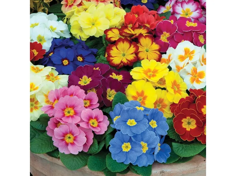 primula