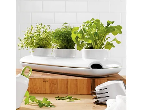 Piante aromatiche in casa