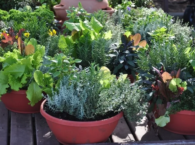 Piante aromatiche