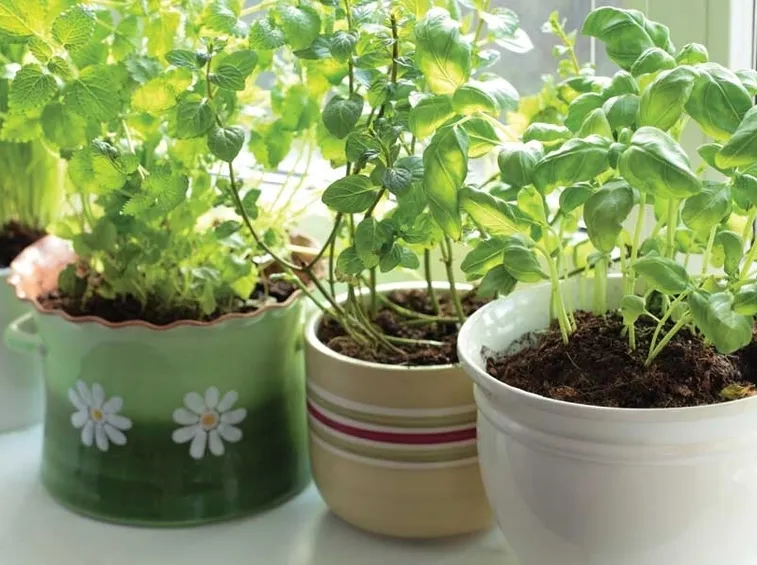 erbe aromatiche in vaso