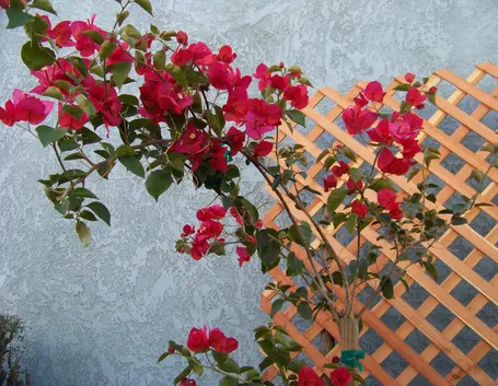 Bouganvillea balcone