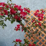 Bouganvillea balcone