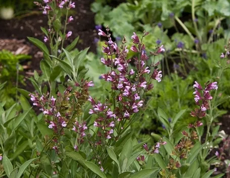 Particolare del fiore della salvia officinalis