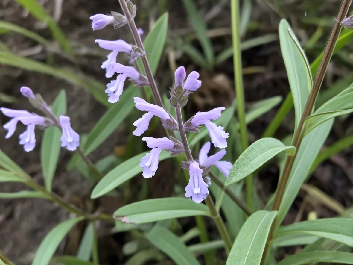 Particolare del fiore della salvia officinalis