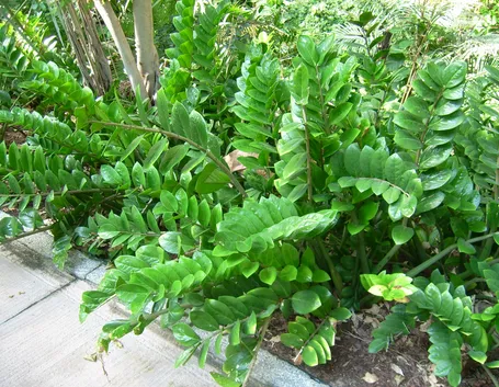 Piante di zamioculcas