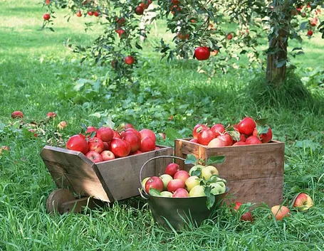 frutta di stagione