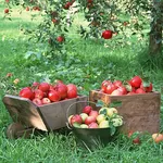 frutta di stagione