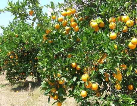 Produzione agrumi