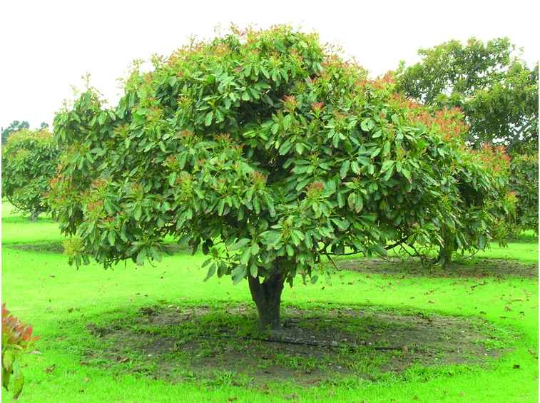 Albero avocado