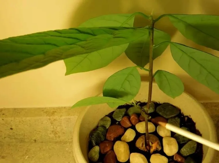 Pianta avocado