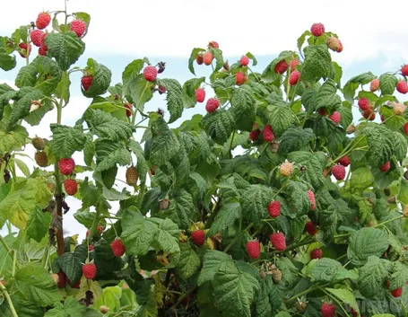 Piantina lamponi