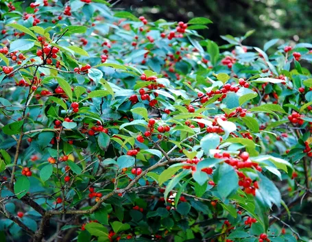 Frutti di bosco