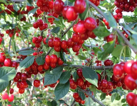 Il frutto del ciliegio dopo l'innesto
