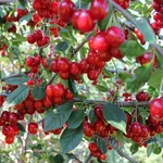 Il frutto del ciliegio dopo l'innesto