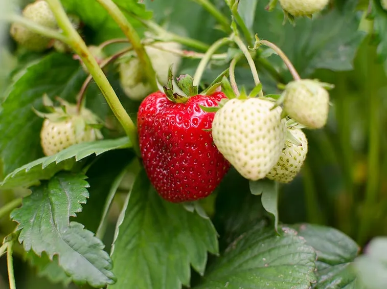 Piante di fragole