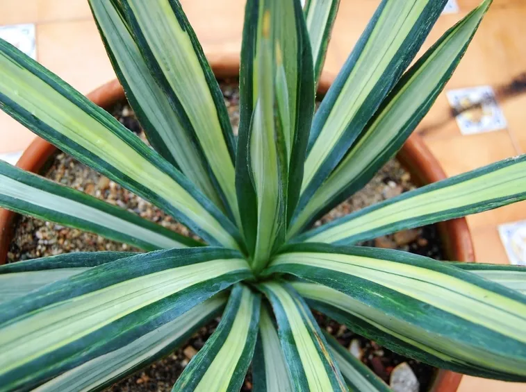 Agave vaso