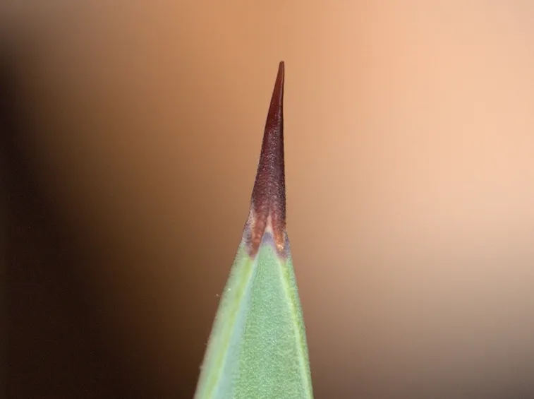 Foglia pianta agave