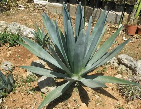 Agave americana