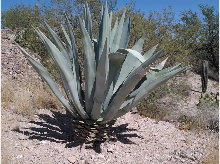 pianta Agave americana