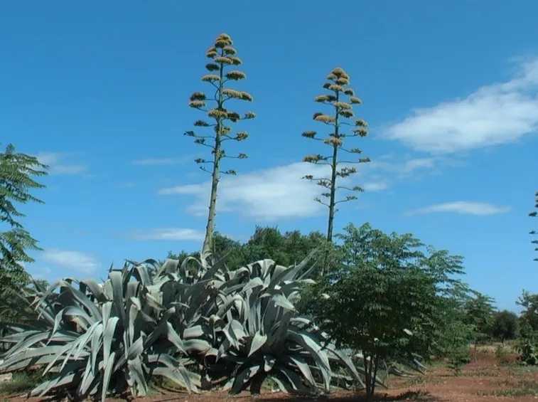 Agavi in natura