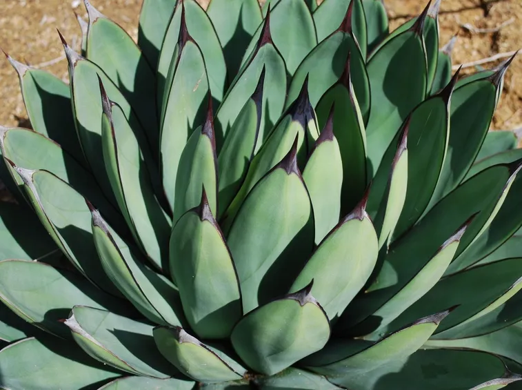 Agave macroacanta