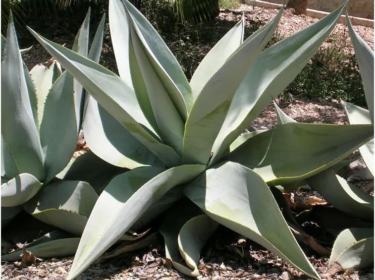 pianta agave